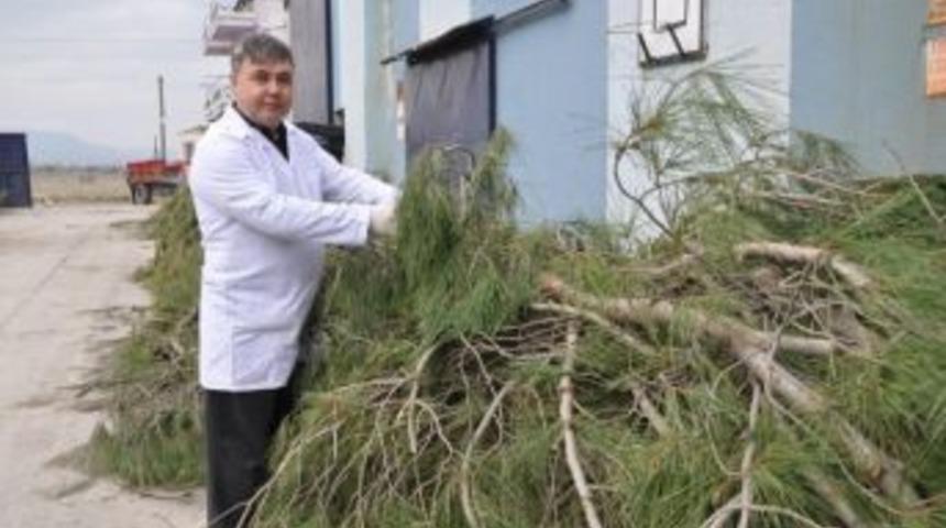 Ege Lokman'dan Bronşit Hastalarına &Ccedil;am Suyu Tavsiyesi