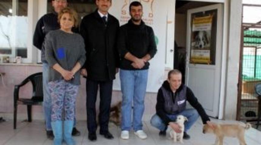 Manyas'ta Başı Boş Hayvanlar Kısırlaştırılıyor