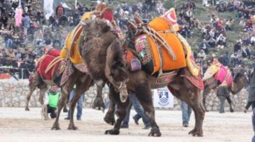 Bodrum Deve G&uuml;reşleri 26 Ocak&rsquo;ta Yapılacak