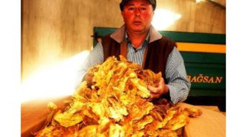 Sarıg&ouml;l&rsquo;de T&uuml;t&uuml;n Alımlarına Başlandı