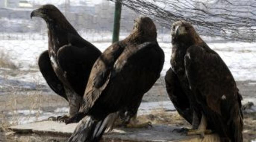 Suriye'de İ&ccedil; Karışıklıklardan Etkilenen Hayvanlar Da G&ouml;&ccedil; Ediyor