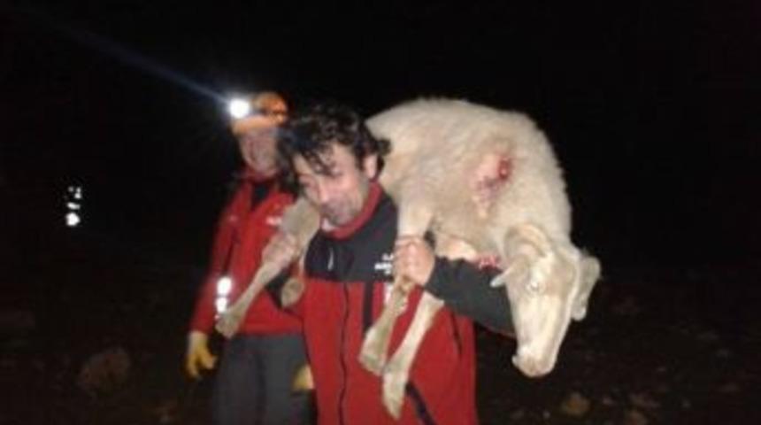 Kayıp Kadını Ararken, &Ccedil;akalların Saldırısına Uğrayan Yaralı Koyunu Kurtardılar