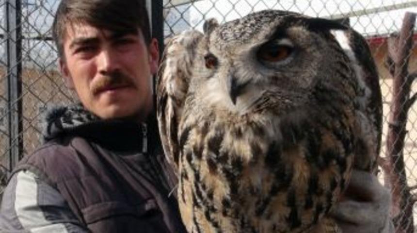 Yaralı Baykuş Tedavi Altına Alındı