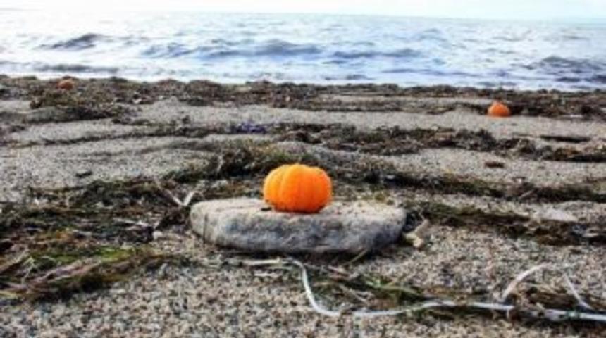 Tonlarca Mandalinayı Denize D&ouml;kt&uuml;ler