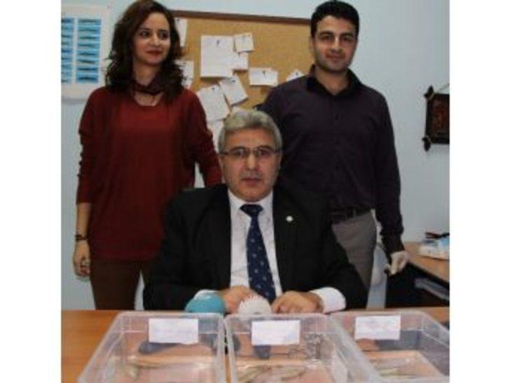 Fırat Nehrinde Yeni &Uuml;&ccedil; Sazan Balığı T&uuml;r&uuml; Keşfedilmesi