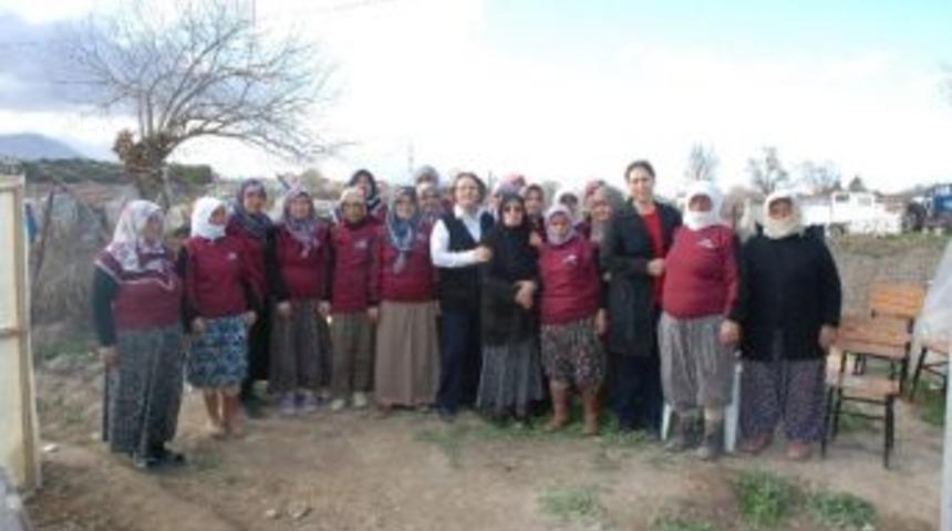 Denizli&rsquo;den Avrupa&rsquo;ya İlk Kez Ceviz Fidanı İhracatı Yapıldı