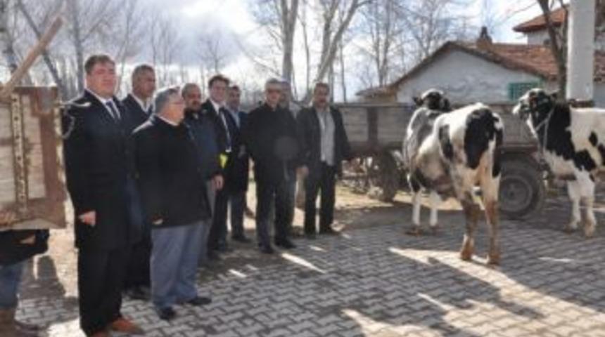 Sandıklı Kozvan K&ouml;y&uuml;nde 10 Aileye Damızlık D&uuml;ve Dağıtıldı
