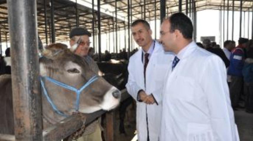 K&uuml;tahya'da 149 Bin B&uuml;y&uuml;kbaş Hayvan, Şap Hastalığına Karşı Aşılandı