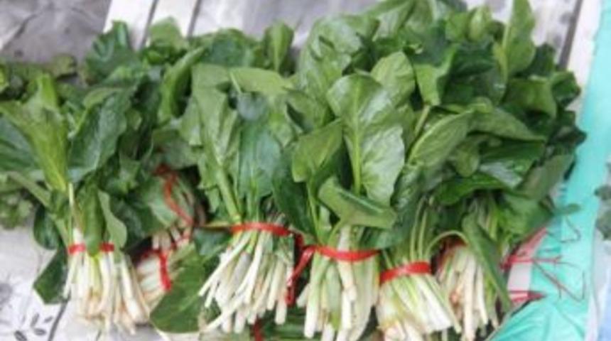 Boğazı Gıdıklayan Bitki