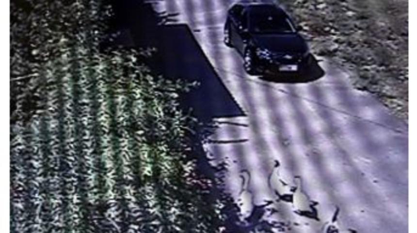 'kaz' Cinayetinin G&ouml;r&uuml;nt&uuml;leri Ortaya &Ccedil;ıktı