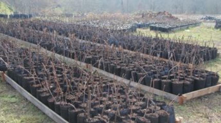 Hendek&rsquo;te Kara &Uuml;z&uuml;m Atağı