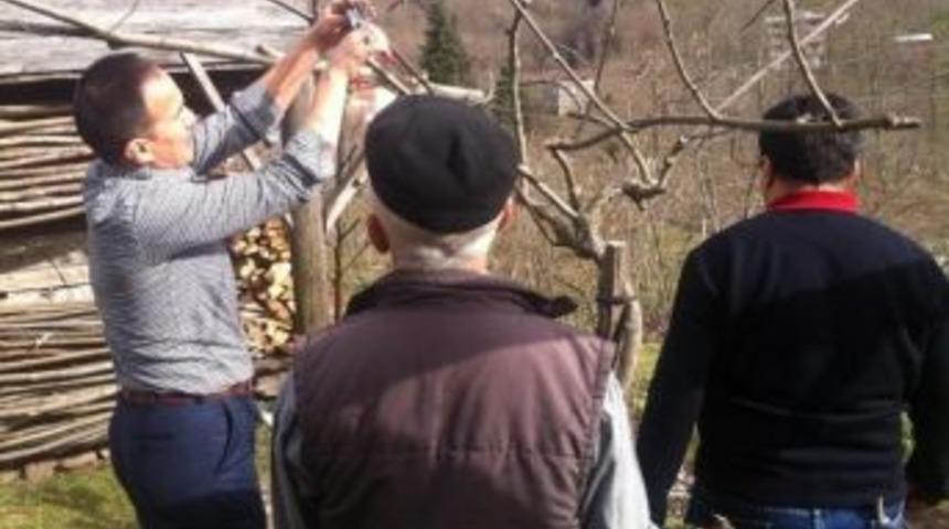 Kivi &Uuml;reticilerine Budama Eğitimi Verildi