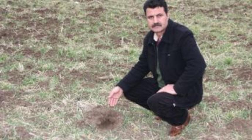 Ergani 'de Tarla Faresi İle M&uuml;cadele