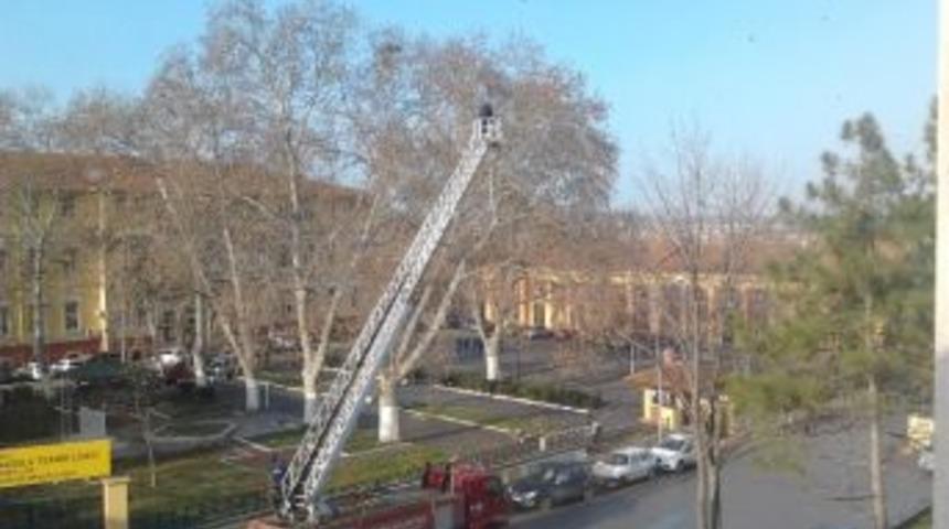 Ağa&ccedil;ta Sıkışan Kargayı İtfaiye Kurtardı