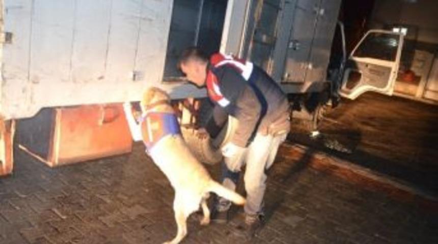 537 Kilo Esrarla Yakalandılar