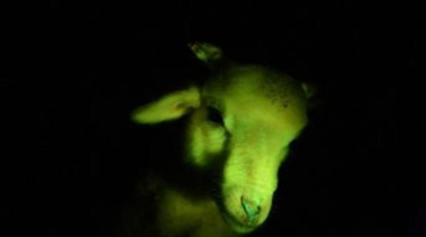 Türkiye'nin İlk Transgenik Kuzusu İstanbul Üniversitesi'nde Dünyaya Geldi