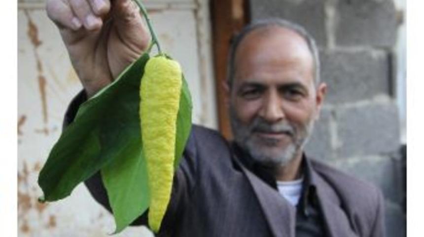 (&ouml;zel Haber) Biber G&ouml;r&uuml;n&uuml;ml&uuml; Limon