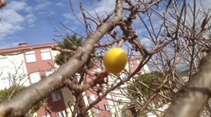 Lapseki&rsquo;de Erik Ağa&ccedil;ları Meyve Verdi