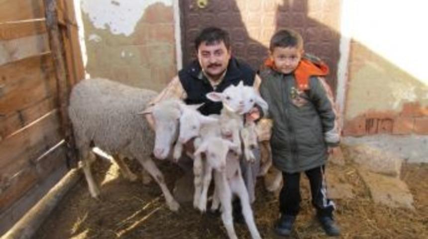 Kütahya'da Koyun Beşiz Doğurdu