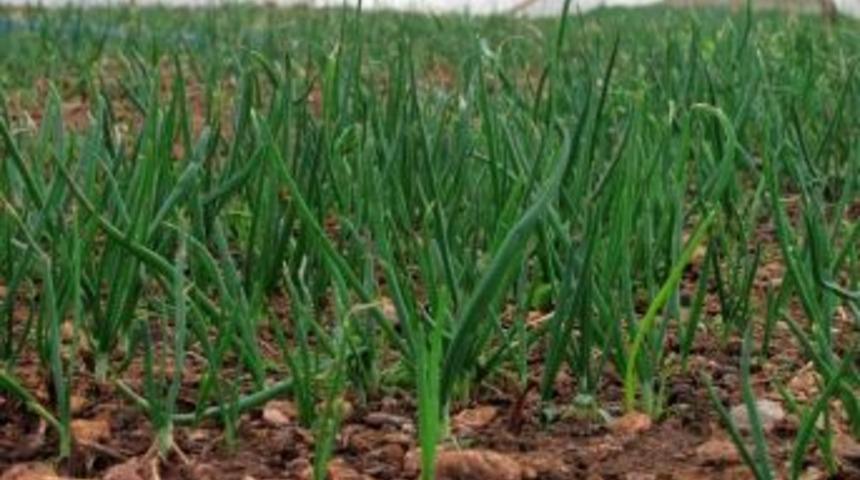 Araban&rsquo;daki Serada İkinci &Uuml;r&uuml;n &lsquo;taze Soğan&rsquo;