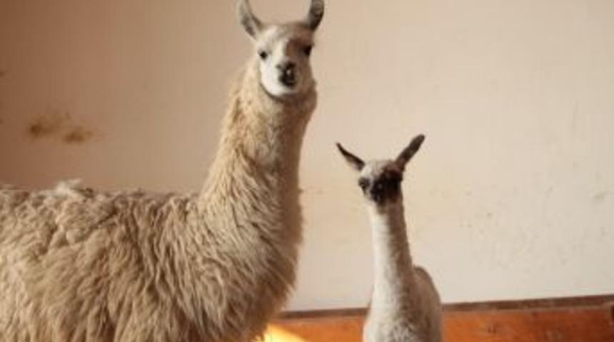 Hayvanat Bahçesine 'güneş' Doğdu