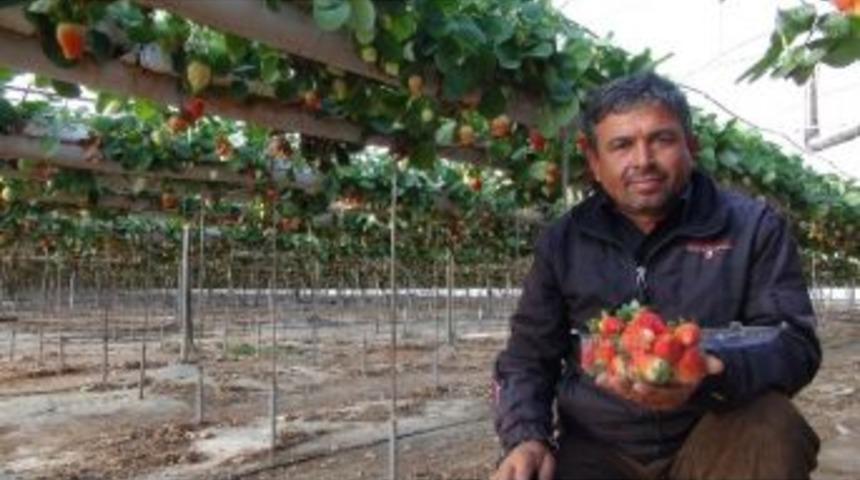 (&ouml;zel Haber) &Ccedil;ilek Kışın Da Sofralarda