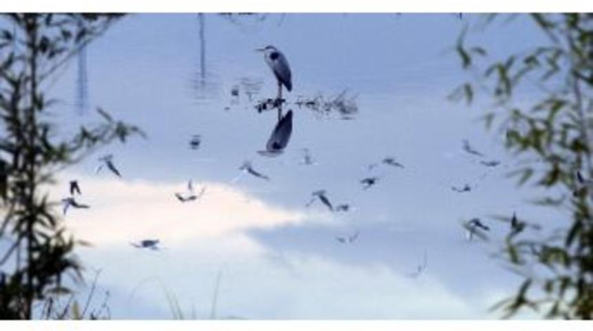 İzmit Yaban Hayatı Sulak Alanda İzlenecek