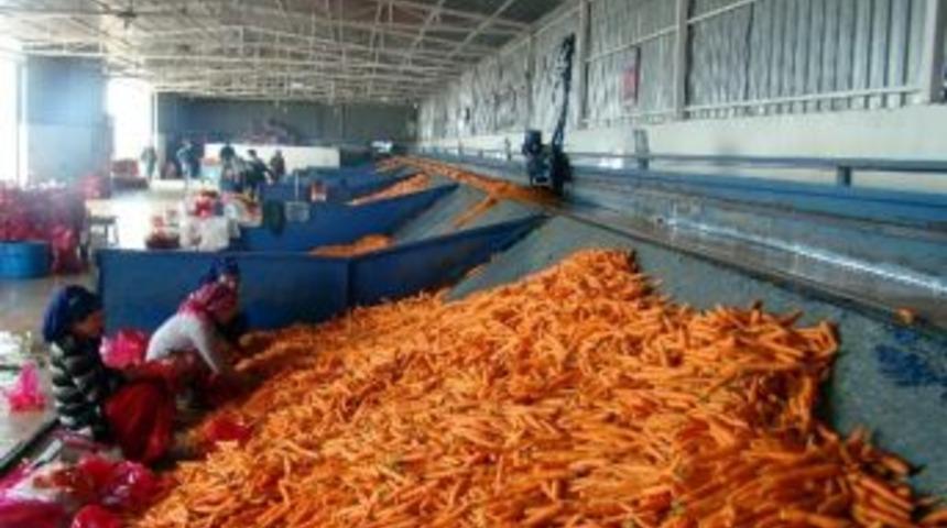 Kırıkhan'da Havu&ccedil; Hasadı Başladı