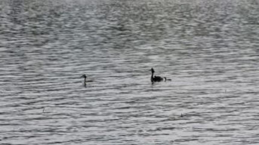 G&ouml;&ccedil;men Kuşlar Sapanca&rsquo;da