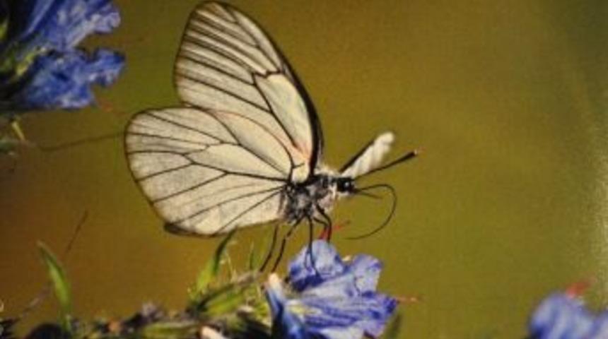 Doğa Fotoğraf&ccedil;ısı Avukattan Sergi