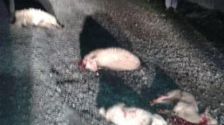 Torbalı'da Ağıldan Firar Eden 5 Koyun Kazada Telef Oldu