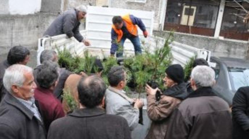 Niksar'da Fidan Dağıtımı