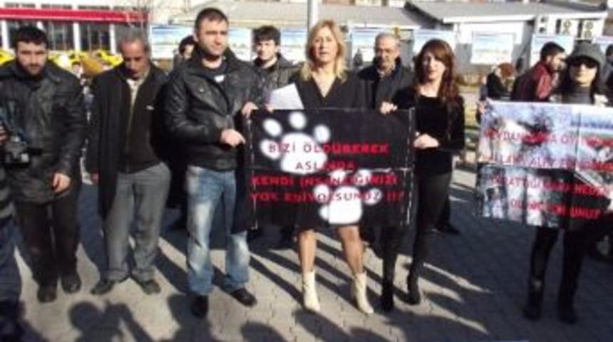 Köpeklerin Öldürülmesine Tepki Gösterildi