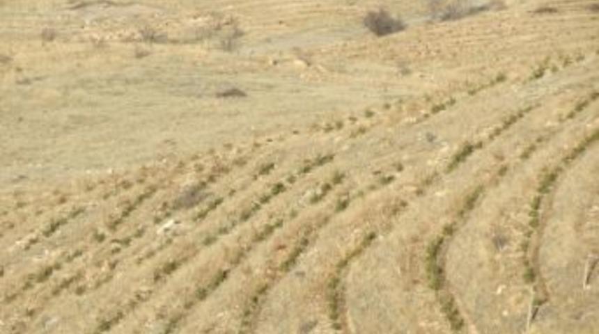 Kaya Delinerek Yapılan Ağa&ccedil;landırmada Başarı Y&uuml;zde 90