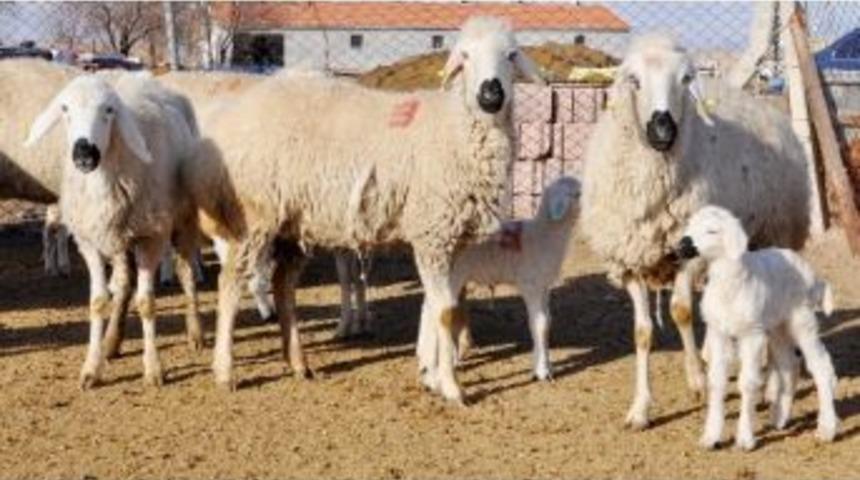 (&ouml;zel Haber) Ab &Uuml;lkelerine Et Ve S&uuml;t Satamıyoruz