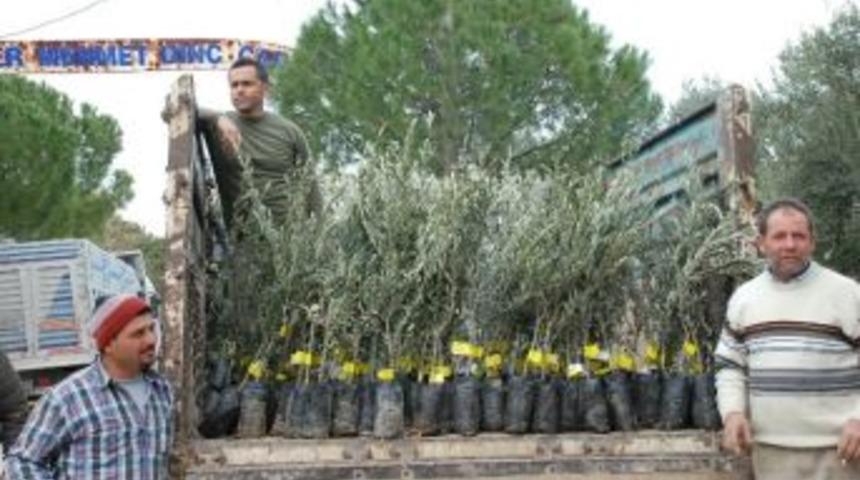 İl &Ouml;zel İdaresinden Didim&rsquo;e 32 Bin Zeytin Fidanı