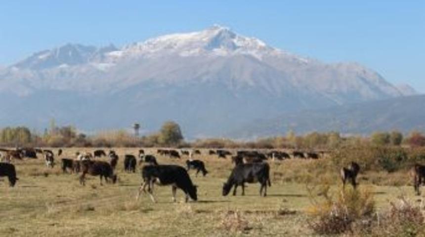 Beyşehir&rsquo;de 940 Bin Ton Et &Uuml;retimi Ger&ccedil;ekleşti