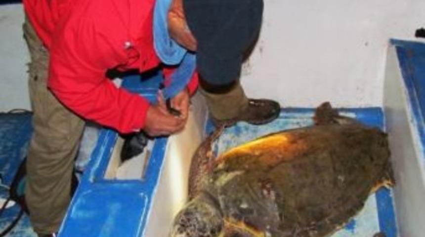 Kuşadası’nda Yaralı Caretta Caretta Kurtarıldı