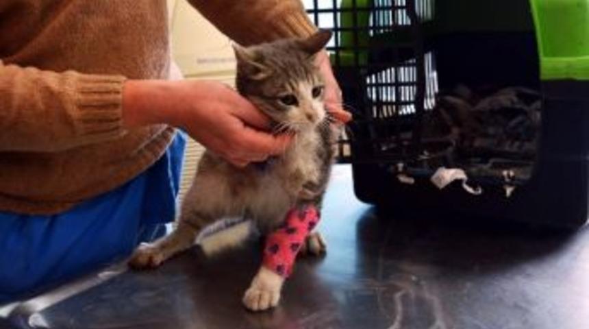 Doğal Yaşam Merkezinden Sokak Hayvanlarına Yardım