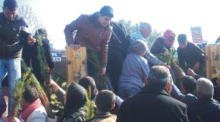 Suru&ccedil; Kaymakamlığı 10 Bin &Ccedil;am Fidanı Dağıttı