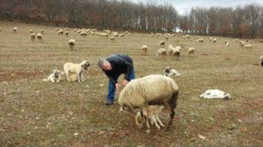 (&ouml;zel Haber) Osmanlı Saray Mutfağının Vazge&ccedil;ilmezi Kıvırcık Koyunu Koruma Altında
