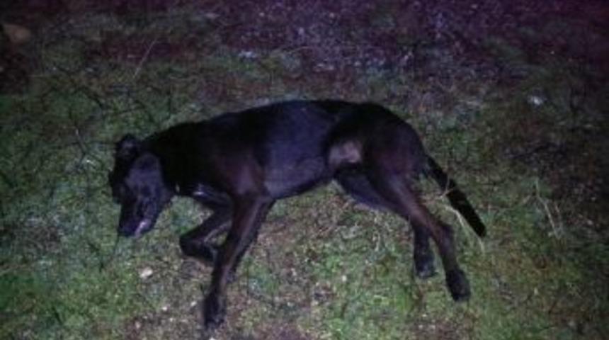 Yalova'da K&ouml;pek Katliamı