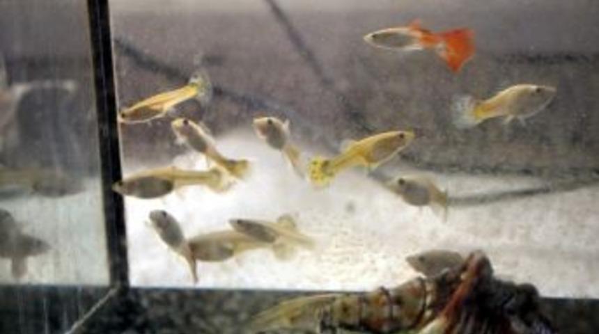 (&ouml;zel Haber) Balıklarla Suda Zehir Testi Yapılıyor