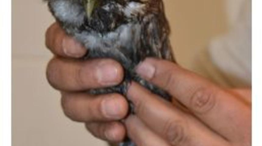 Yaralı Baykuşa Gazeteciler Sahip &Ccedil;ıktı