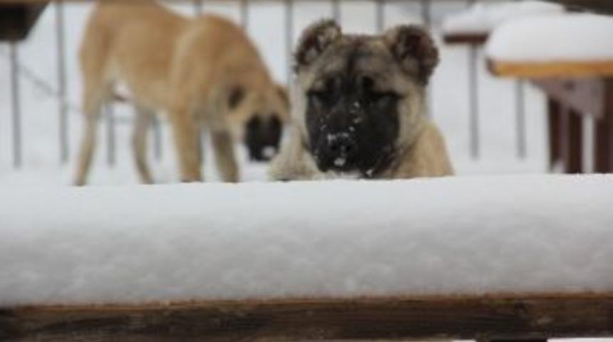 Doğu&rsquo;da Soğuk Hava Etkisini Azalttı