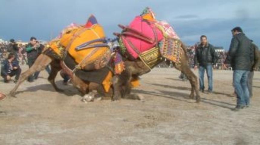 Burhaniye&rsquo;de Deve G&uuml;reşi Heyecanı