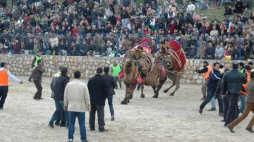 Bodrum&rsquo;da Yağmur Altında Deve G&uuml;reşi