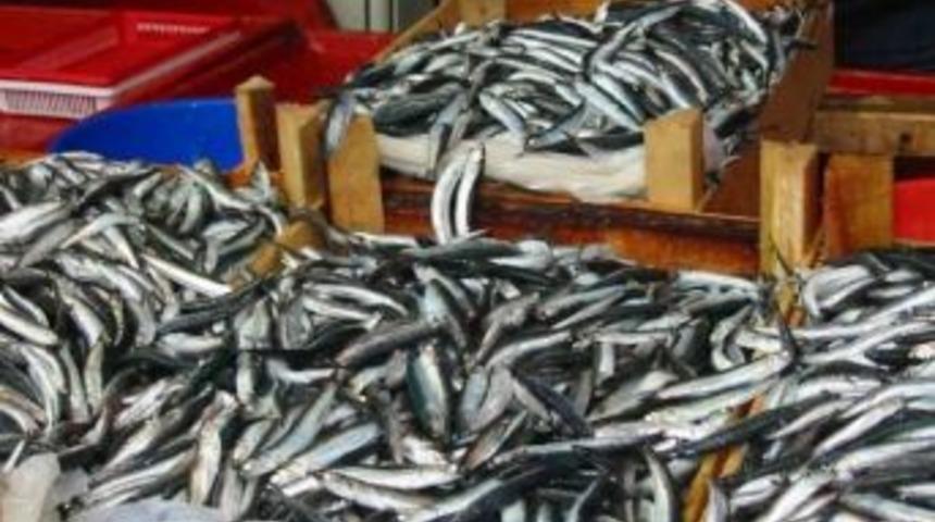 Vatandaş Hamsinin Lezzetli Olmamasından Şikayet&ccedil;i