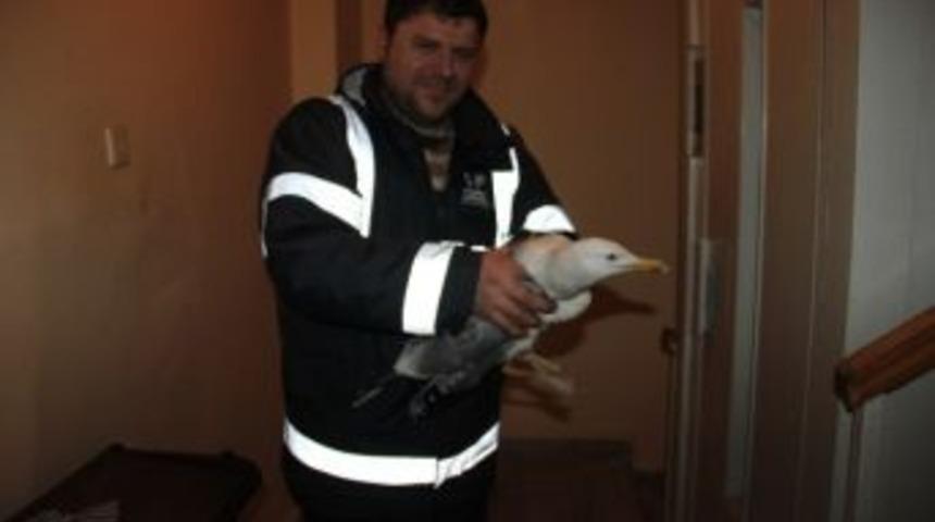 Vergi Dairesinde Mahsur Kalan Martılar Kurtarıldı