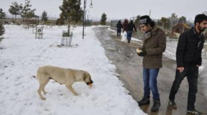 Hayvan Severler Kul&uuml;b&uuml;nden Barınaktaki Hayvanlara S&uuml;t Ve Ekmek Yardımı